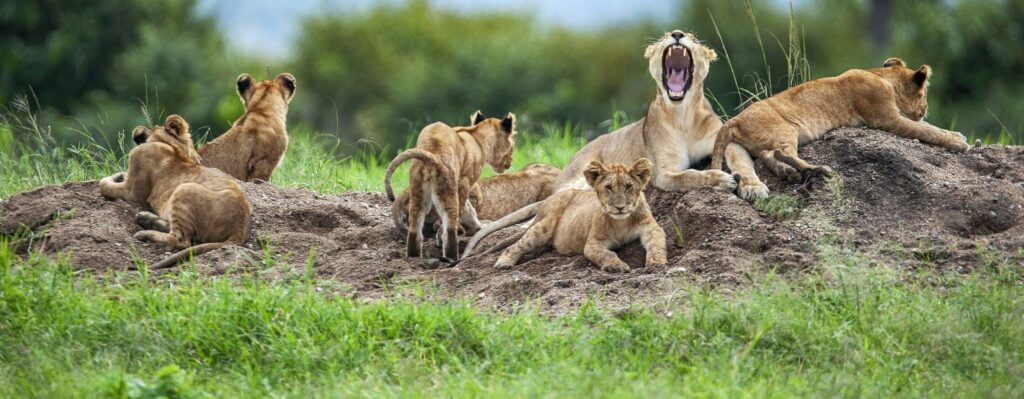 What Month is the Lions Tour 2025